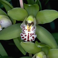 Orchideen I