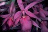 Orchideen I