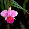 Orchideen II