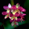 Orchideen III