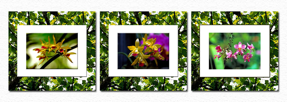 objekt-orchideen.jpg