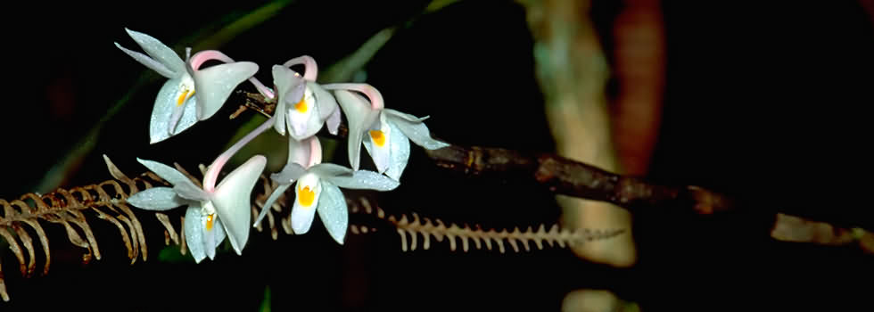 orchidee-4.jpg