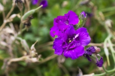 Angelonia