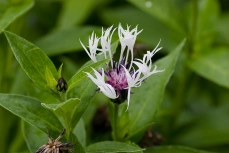 Flockenblume