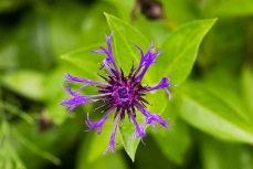 Berg-Flockenblume