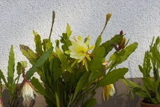 Epiphyllum