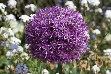 Riesen-Lauch (Allium giganteum)
