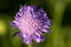 Blüten