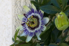 Blaue Passionsblume
