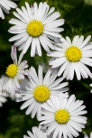Gänseblümchen