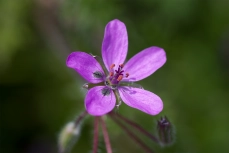 Gewöhnlicher Reiherschnabel