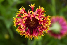 Kokardenblume