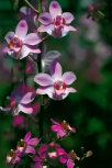 Phalaenopsis Liu's Berry