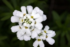 Schleifenblume