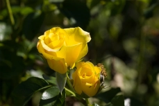 Sunsprite