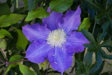 Waldrebe