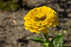 Zinnia Elegans