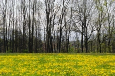 Landschaften