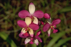 Spathoglottis