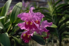 Cattleya