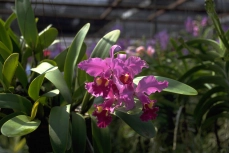 Cattleya-Orchidee