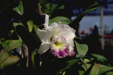 Rhyncholaeliocattleya