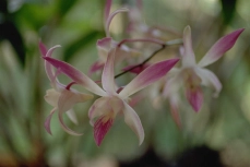 Cooktown Orchid