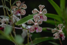 Vanda tricolor