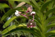Vanda tricolor