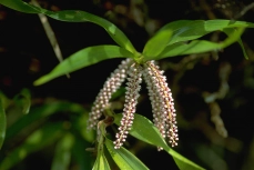 Pinalia multiflora