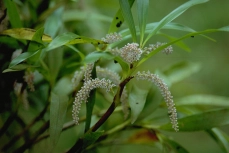 Eria multiflora