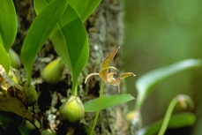 Bulbophyllum lobbii