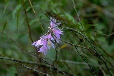 Dendrobium aphyllum