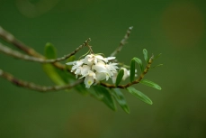 Dendrobium