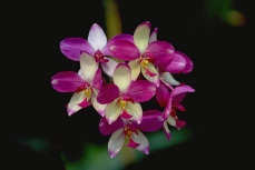 Orchids