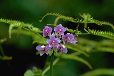 orchid-1