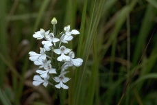 orchid-2