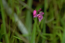 Spathoglottis plicata