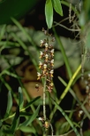 Cleisostoma fuerstenbergianum