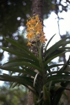 Vanda Hybride