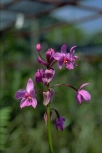 Große Purpurorchidee