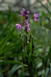 Philippinische Erdorchidee