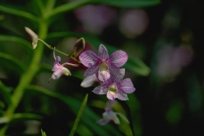 Cattleya Hybride