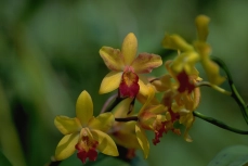 Dendrobium