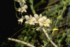 Dendrobium 'Shavin White'