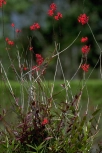Epidendrum