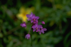 Spathoglottis