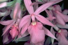 Calanthe