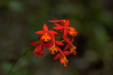 Feuer-Stern-Orchidee
