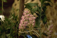 Foxtail Orchid